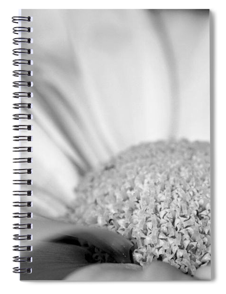 Daisy Spiral Notebook featuring the photograph Petals - Black and White by Angela Rath