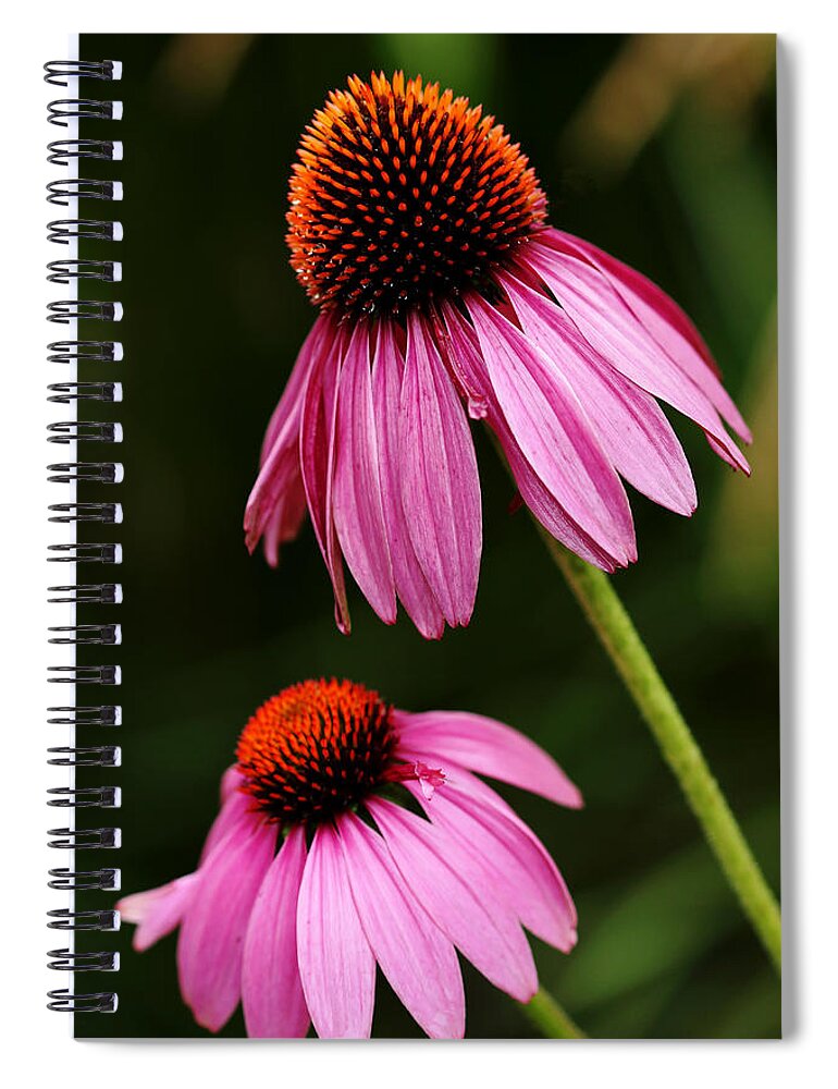 Echinacea Spiral Notebook featuring the photograph Petals And Quills by Debbie Oppermann