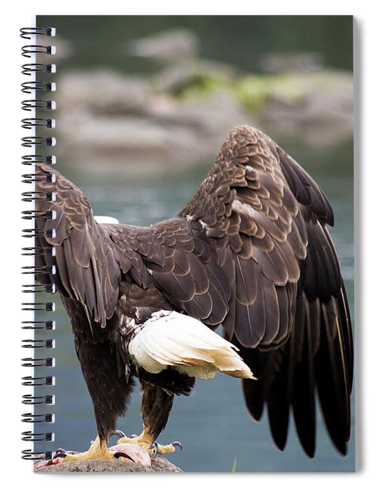 Eagle Spiral Notebook featuring the photograph Petersburg AK Bald Eagle Takeoff by Louise Magno