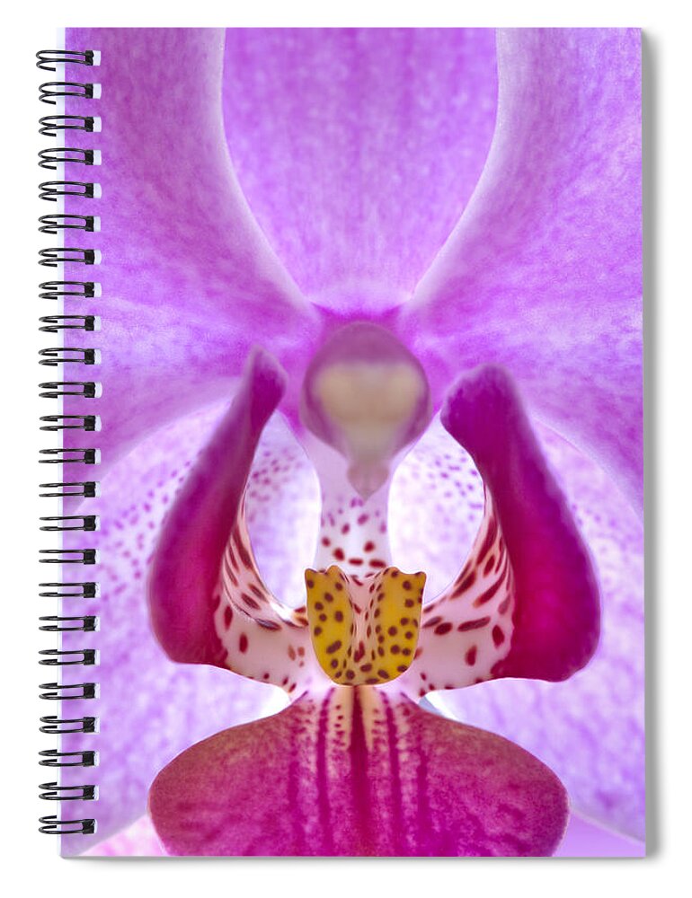 Phalaenopsis Orchid Spiral Notebook featuring the photograph Phalaenopsis Orchid by George Robinson