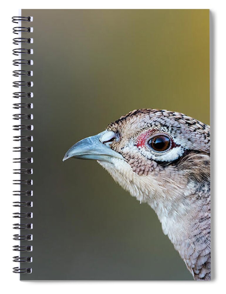 Pheasant Hen Spiral Notebook featuring the photograph Pheasant Hen's Portrait by Torbjorn Swenelius