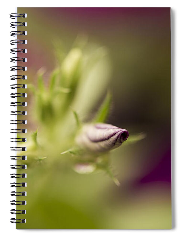 Phloxy Lady Bud Spiral Notebook featuring the photograph Phloxy Lady Bud by Tracy Winter