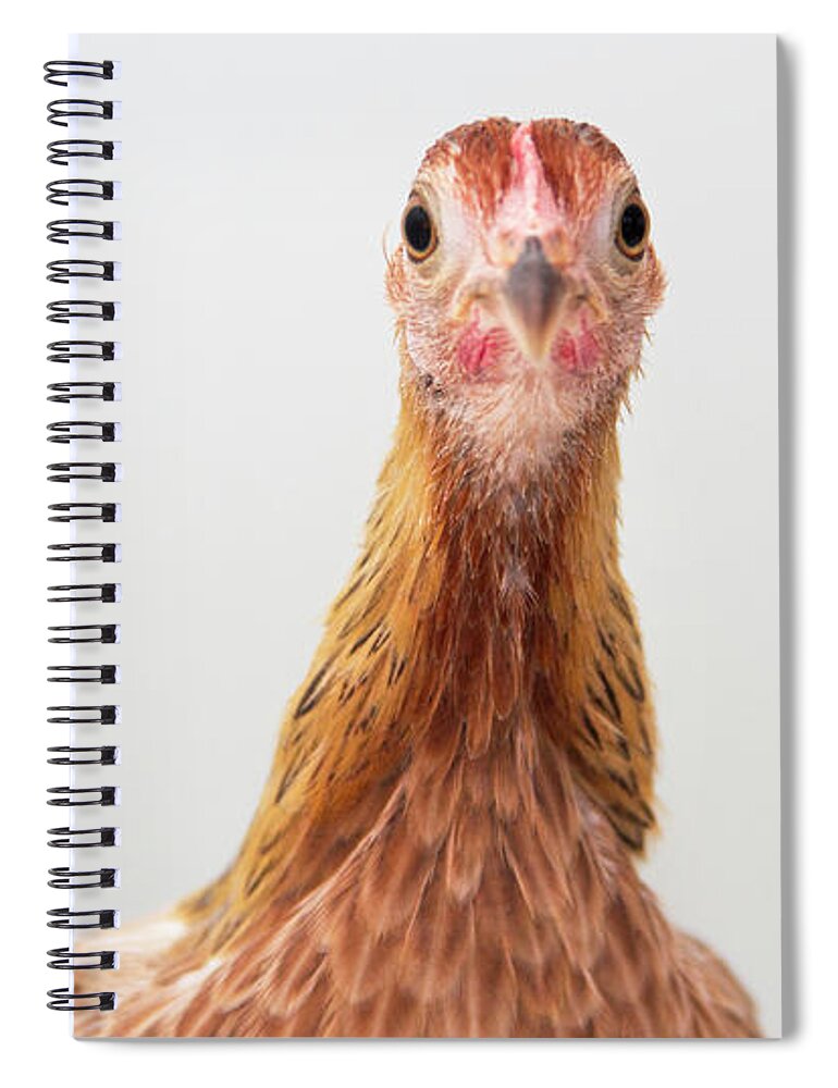 Chickens Spiral Notebook featuring the photograph Phoenix Chicken by Jeannette Hunt