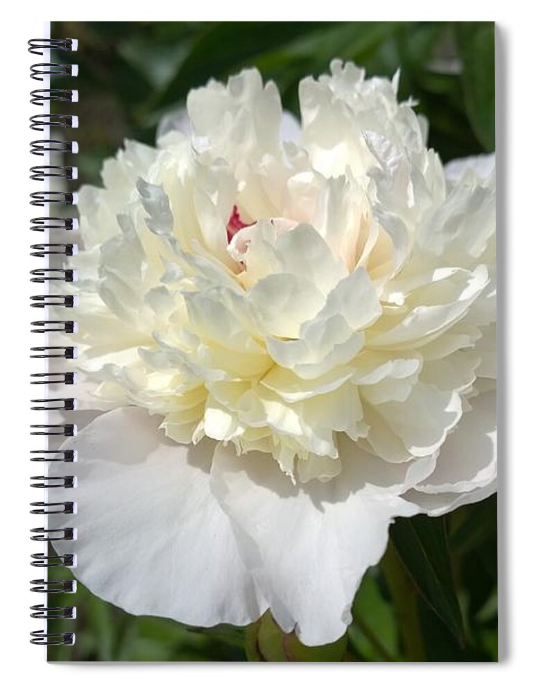 Photograph Spiral Notebook featuring the photograph photograph White Peony Flower by Delynn Addams
