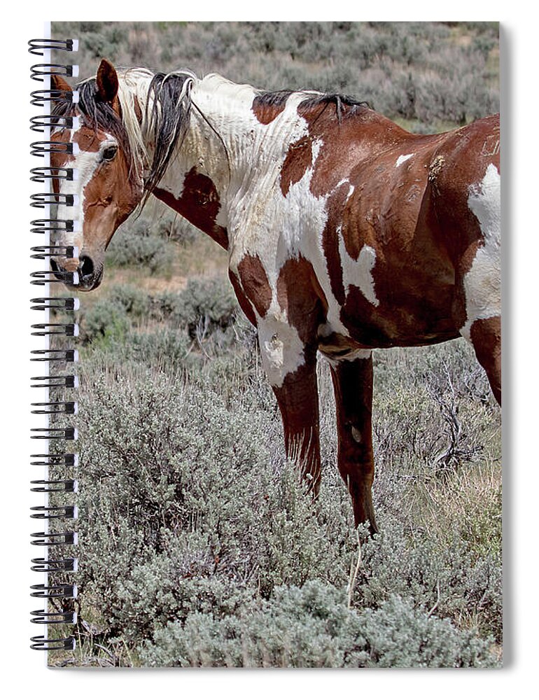 Picasso Spiral Notebook featuring the photograph Picasso of Sand Wash Basin #2 by Mindy Musick King