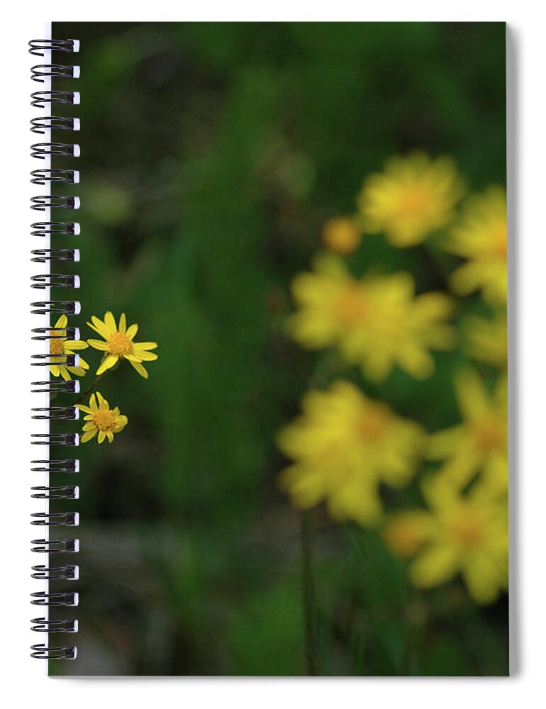 Usa Spiral Notebook featuring the photograph Pick me daisies by LeeAnn McLaneGoetz McLaneGoetzStudioLLCcom
