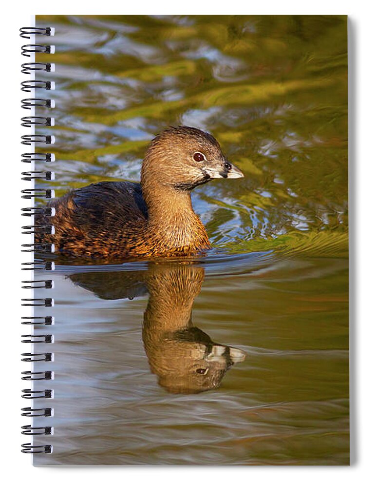 Mark Miller Photos Spiral Notebook featuring the photograph Pied-billed Grebe in Golden Light by Mark Miller