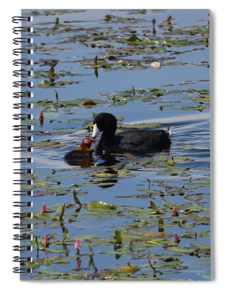 Animal Spiral Notebook featuring the photograph Pied Billed Grebe Lake John SWA CO by Margarethe Binkley