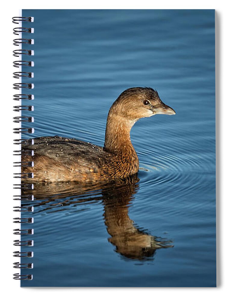 Pied Billed Grebe Spiral Notebook featuring the photograph Pied Billed Grebe by Randy Hall