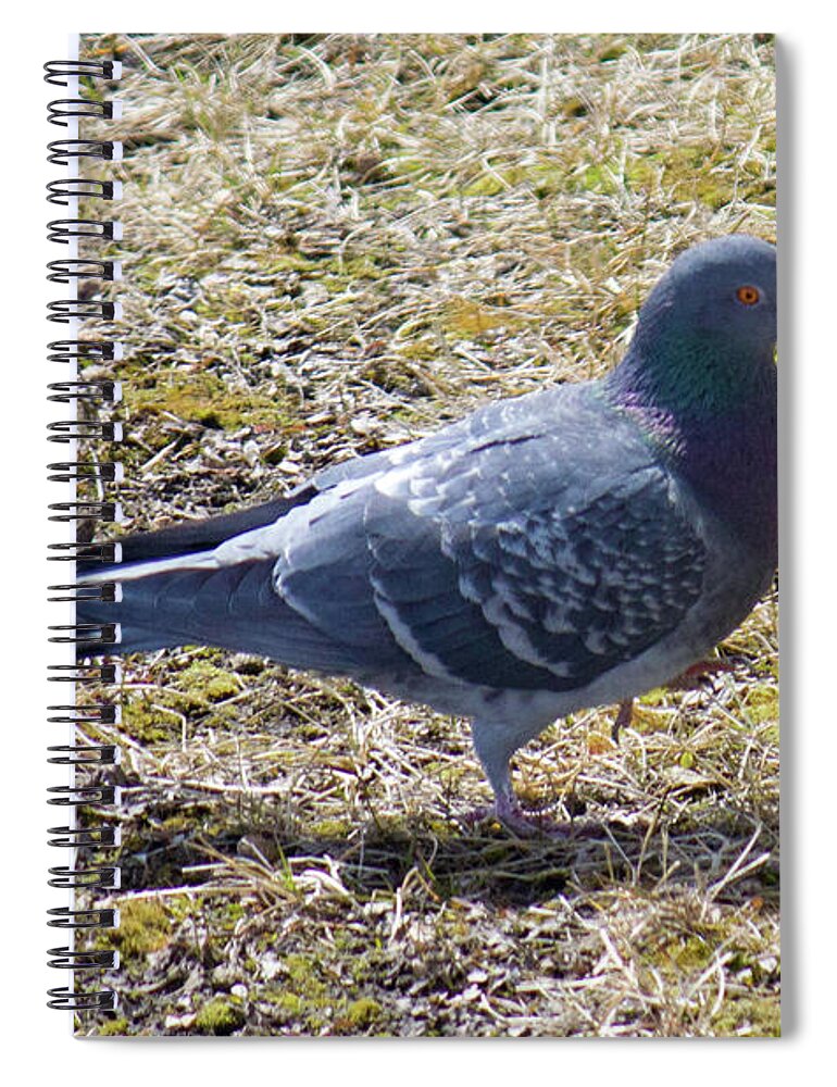 Pigeon Spiral Notebook featuring the photograph Pigeon Walking by Donna L Munro