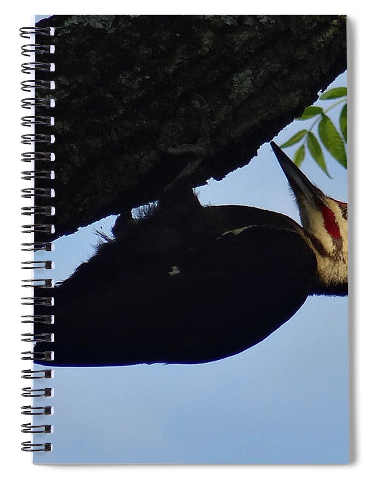 Birds Spiral Notebook featuring the photograph Pileated Woodpecker by Christopher Plummer