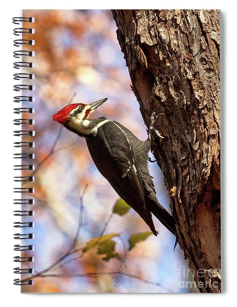 Pileated Woodpecker Spiral Notebook featuring the photograph Pileated Woodpecker by Phil Spitze