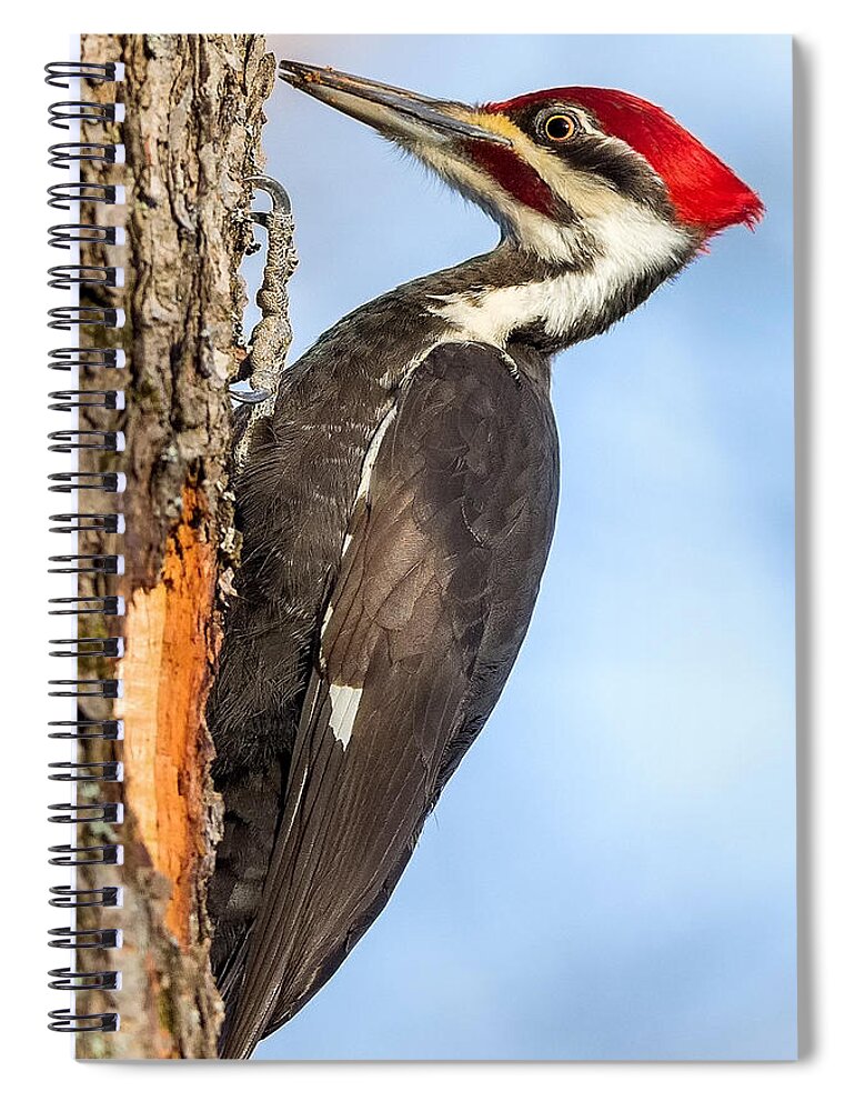 Pileated Woodpecker Spiral Notebook featuring the photograph Pileated Woodpecker Portrait by Bill Wakeley