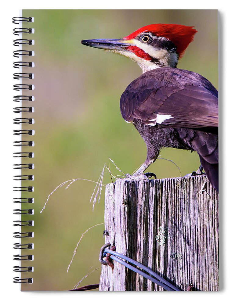 Wildlife Spiral Notebook featuring the photograph Pileated Woodpecker by Roberta Kayne