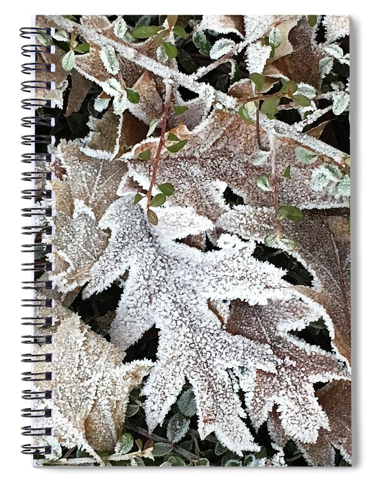 Pin Oak Spiral Notebook featuring the photograph Pin Oak Leaves 2 by Kathryn Alexander MA