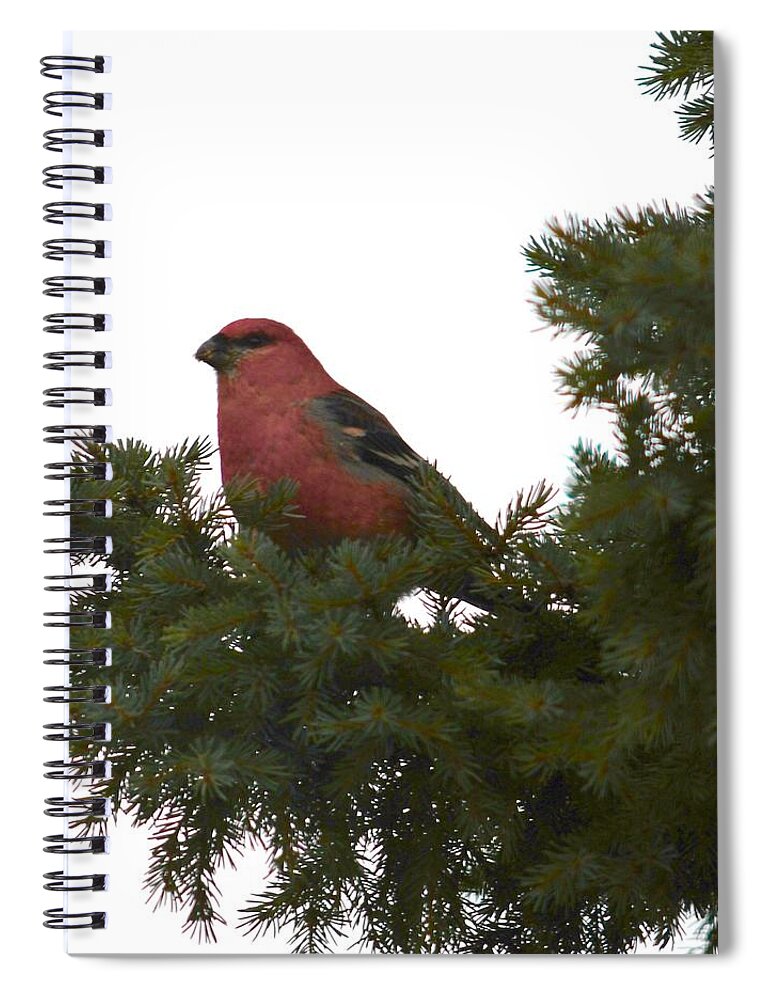 Bird Spiral Notebook featuring the photograph Pine Grosbeak In Pine by Hella Buchheim