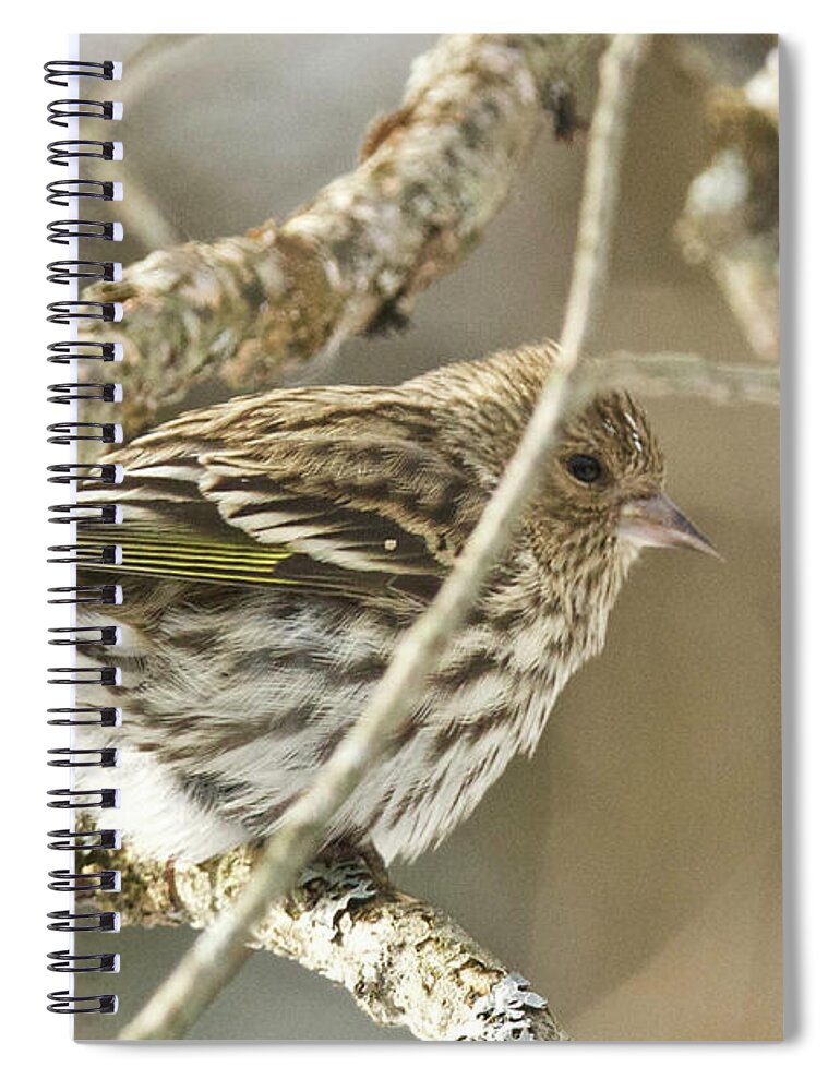 Pine Siskin Spiral Notebook featuring the photograph Pine Siskin by Michael Peychich