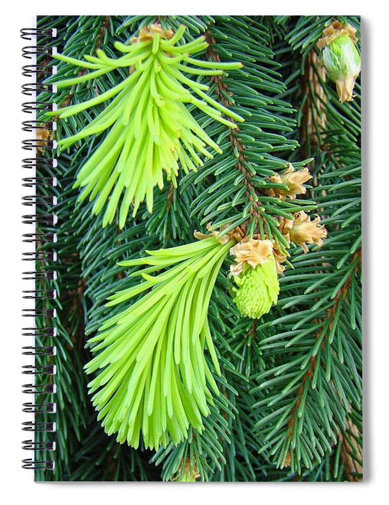 Pine Spiral Notebook featuring the photograph Pine Tree Branches Art Prints Conifer Forest Baslee Troutman by Patti Baslee