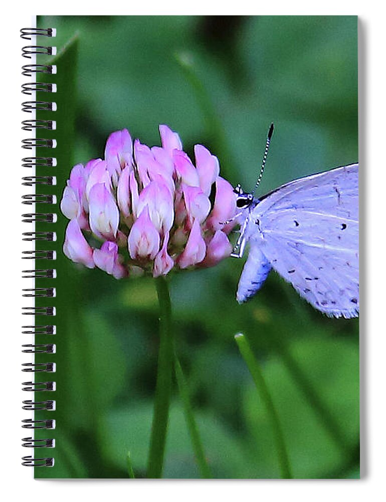 Pink And Blue Spiral Notebook featuring the photograph Pink and Blue by PJQandFriends Photography