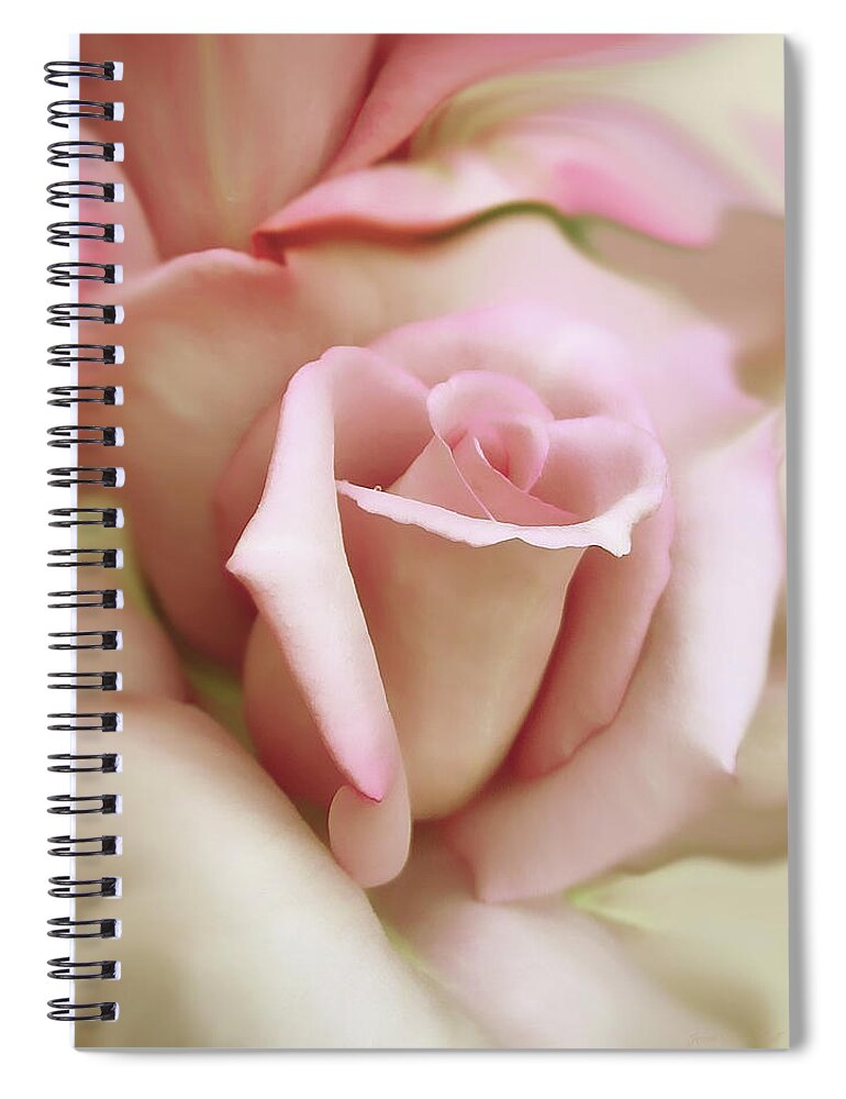 Rose Spiral Notebook featuring the photograph Pink and Ivory Rose Portrait by Jennie Marie Schell