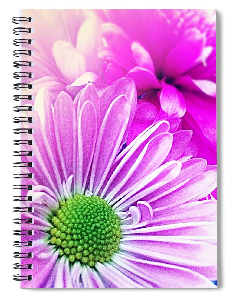 Daisy Spiral Notebook featuring the photograph Pink and Purple Daisy And Mum by Ellen Levinson