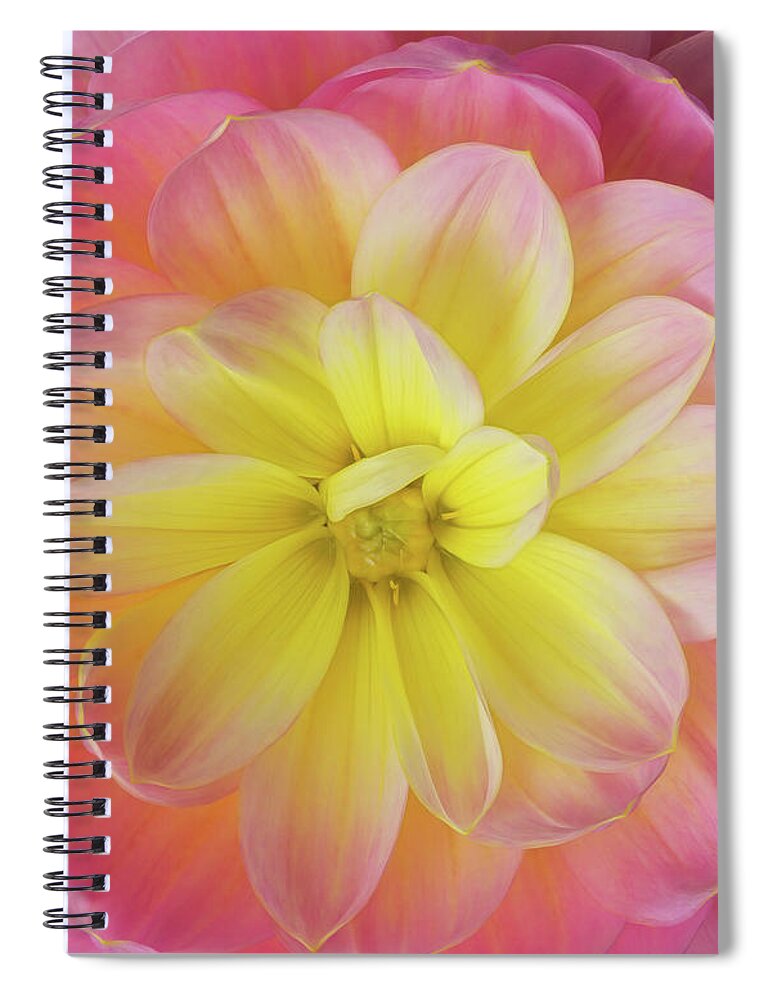 Dahlia Spiral Notebook featuring the photograph Pink and Yellow Dahlia by Mary Jo Allen