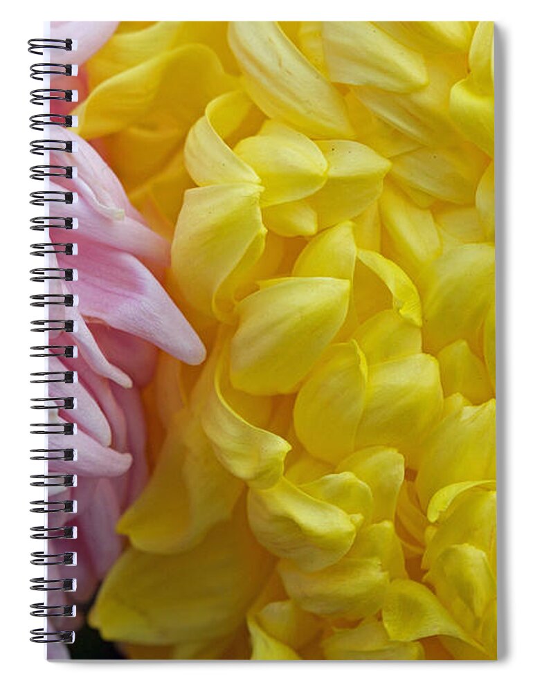 Pink Spiral Notebook featuring the photograph Pink and Yellow Mums by Jim Gillen