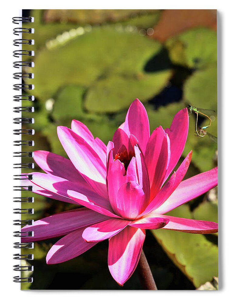 Water Lily Spiral Notebook featuring the photograph Pink Blooming Water Lily by Judy Vincent