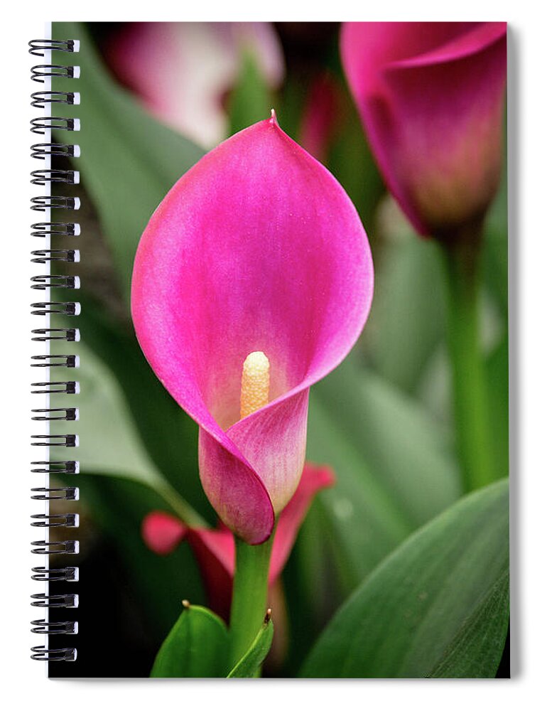Pink Spiral Notebook featuring the photograph Pink Calla by Steph Gabler