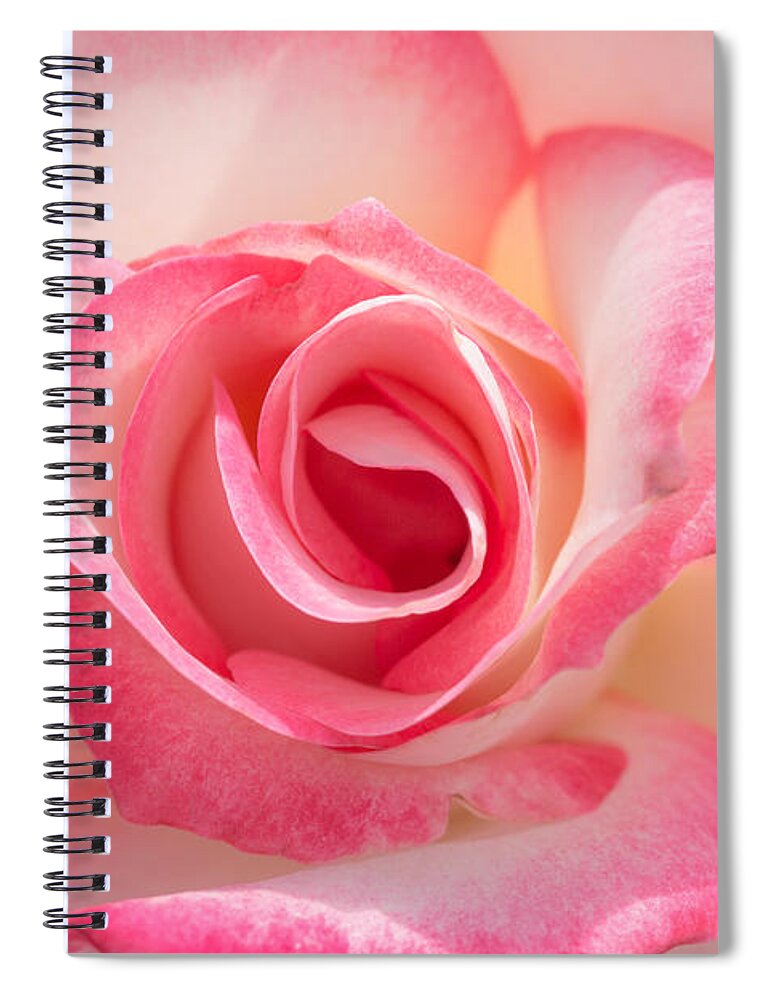 Pink Spiral Notebook featuring the photograph Pink Cotton Candy Rose by Ana V Ramirez
