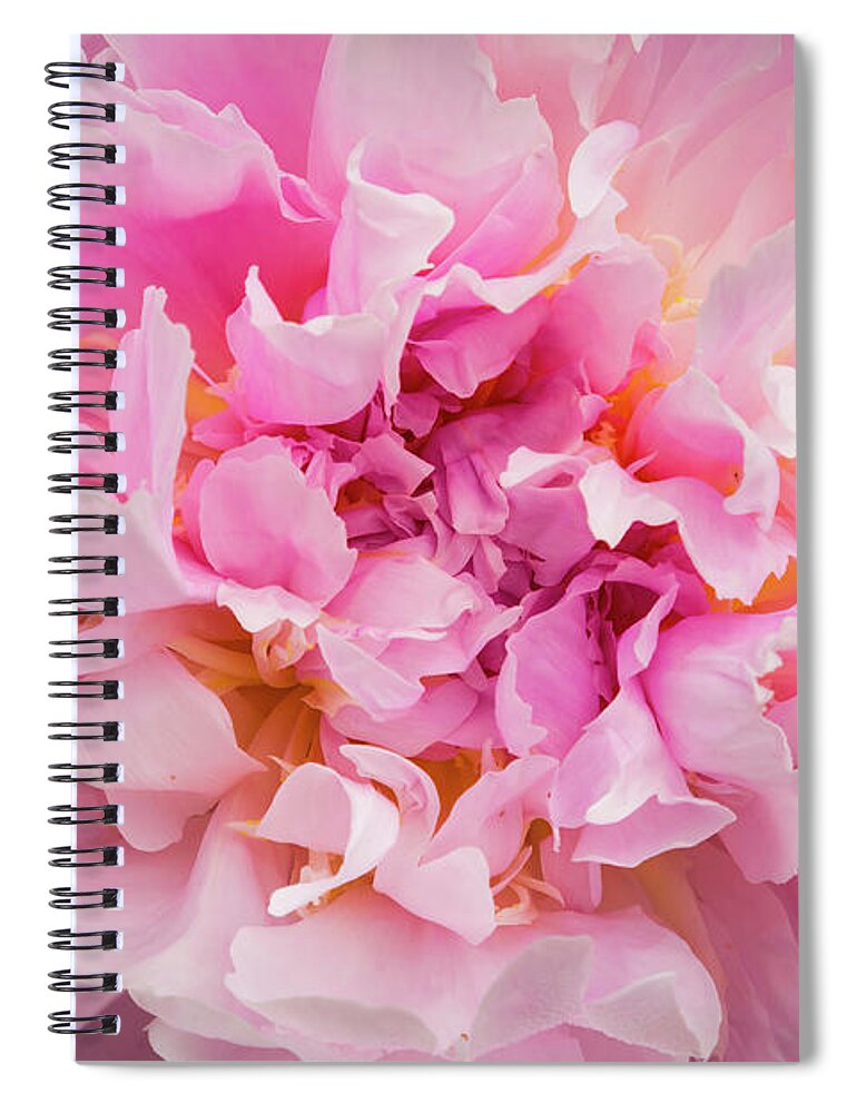 5dii Spiral Notebook featuring the photograph Pink Double Peony by Mark Mille