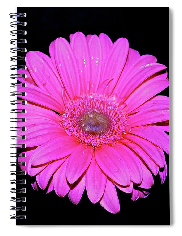 Daisy Spiral Notebook featuring the photograph Pink Gerbera on black by Linda Bianic