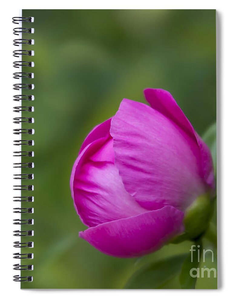 Bud Spiral Notebook featuring the photograph Pink Globe by Andrea Silies