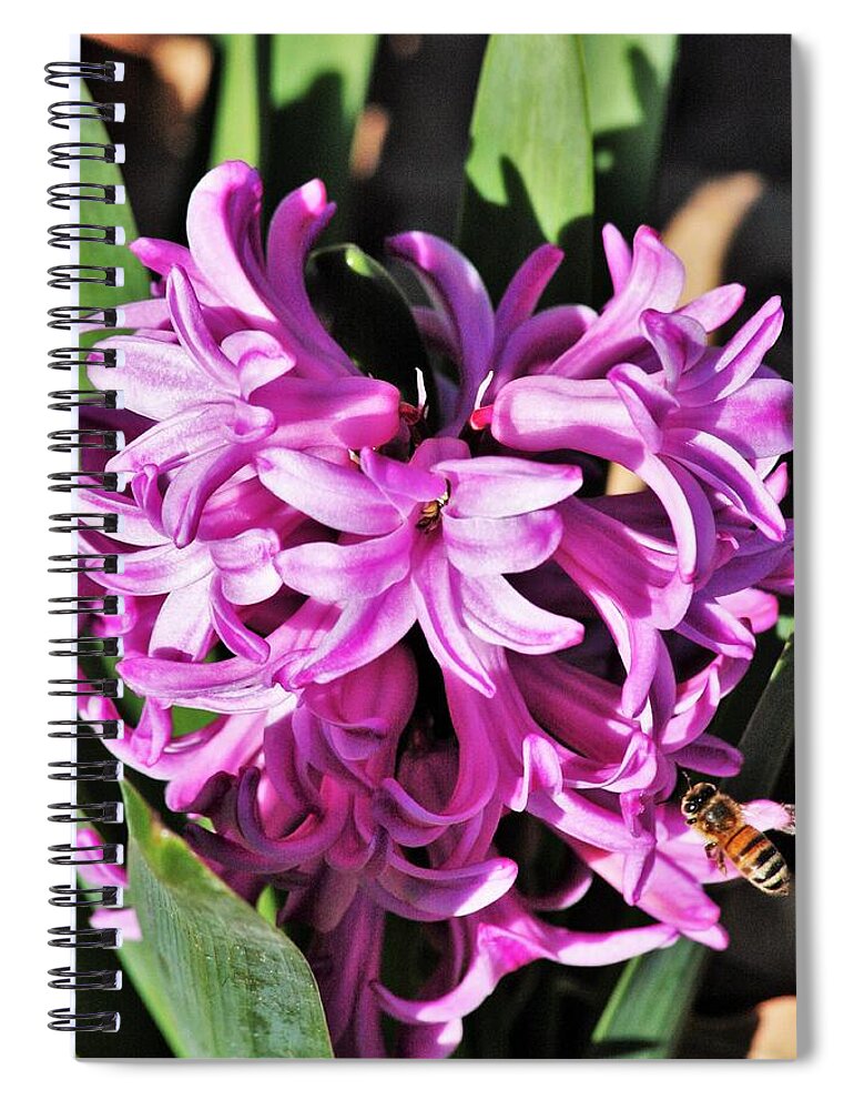 Nature Spiral Notebook featuring the photograph Pink Hyacinth Flowers and Bee by Sheila Brown