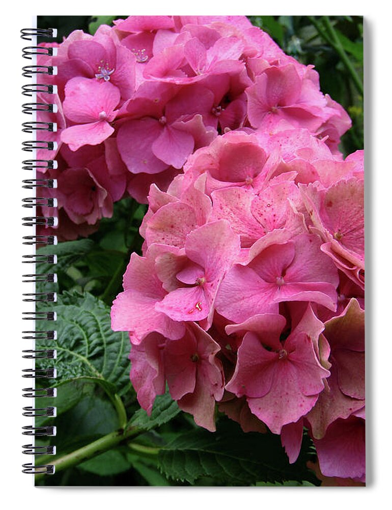 Hydrangea Spiral Notebook featuring the photograph Pink Hydrangea Blooms by Kim Tran