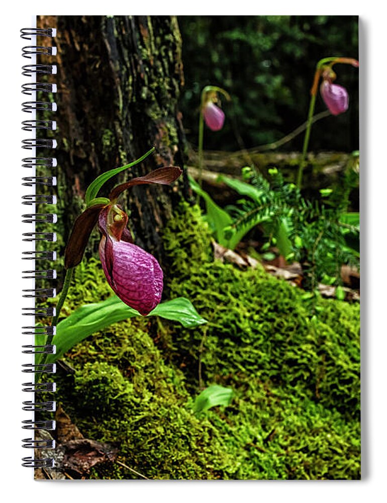 Pink Lady’s Slipper Spiral Notebook featuring the photograph Pink Ladys Slippers on Moss by Thomas R Fletcher
