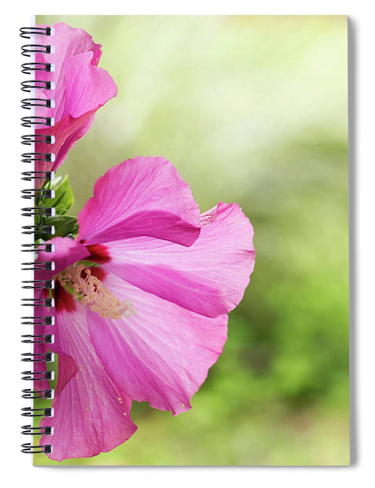Terry D Photography Spiral Notebook featuring the photograph Pink Light Rose of Sharon 2016 by Terry DeLuco