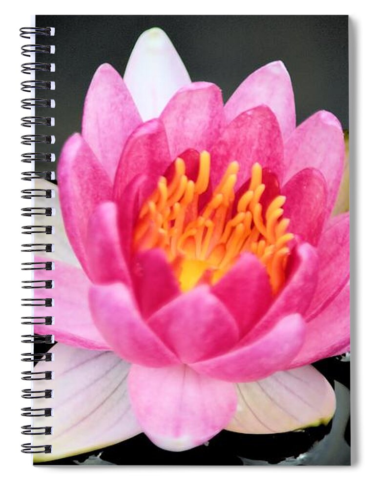 Water Spiral Notebook featuring the photograph Pink Lilly by Bonfire Photography