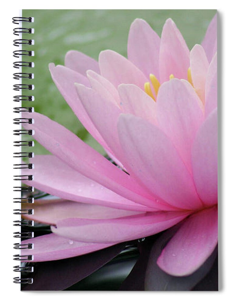Flower Spiral Notebook featuring the photograph Pink Water Lily by Mary Anne Delgado