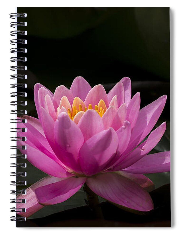 Flower Spiral Notebook featuring the photograph Pink Lotus by Andrea Silies