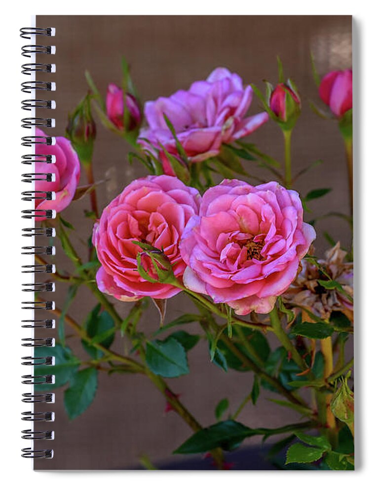 Debra Martz Spiral Notebook featuring the photograph Pink Miniature Roses by Debra Martz