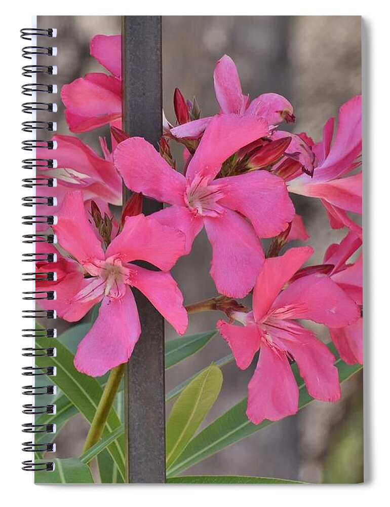 Linda Brody Spiral Notebook featuring the photograph Pink Oleander II by Linda Brody