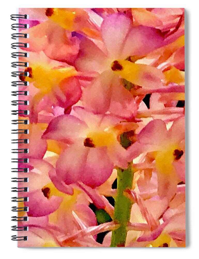 #flowersofaloha #flowers # Flowerpower #aloha #hawaii #aloha #puna #pahoa #thebigisland #pinkorchidaloha #pinkorchids #pink # Orchids Spiral Notebook featuring the photograph Pink Orchid Aloha by Joalene Young