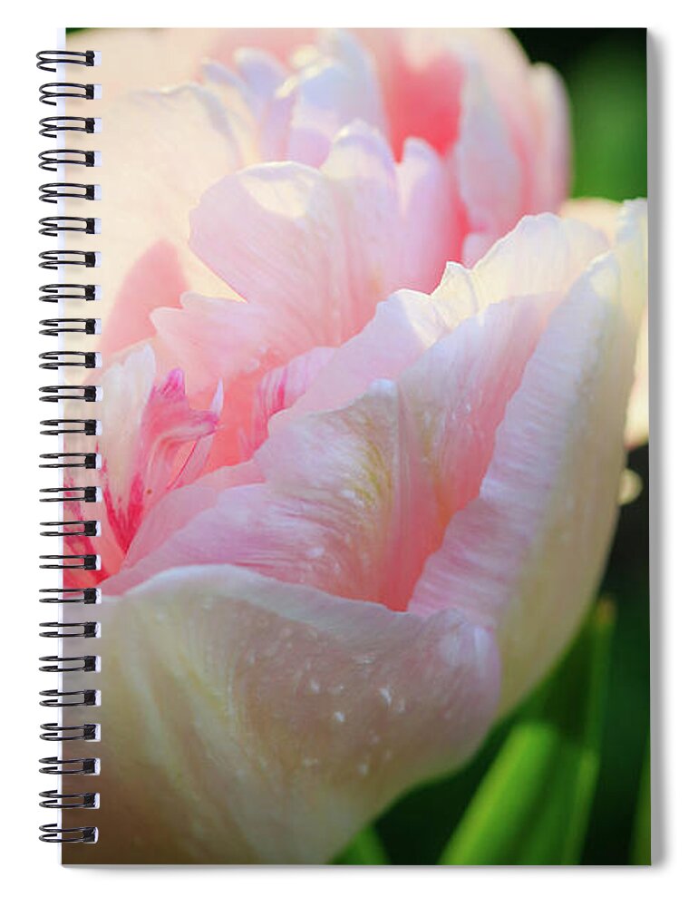 Illinois Spiral Notebook featuring the photograph Pink Parrot Tulip Macro in Evening Light by Joni Eskridge