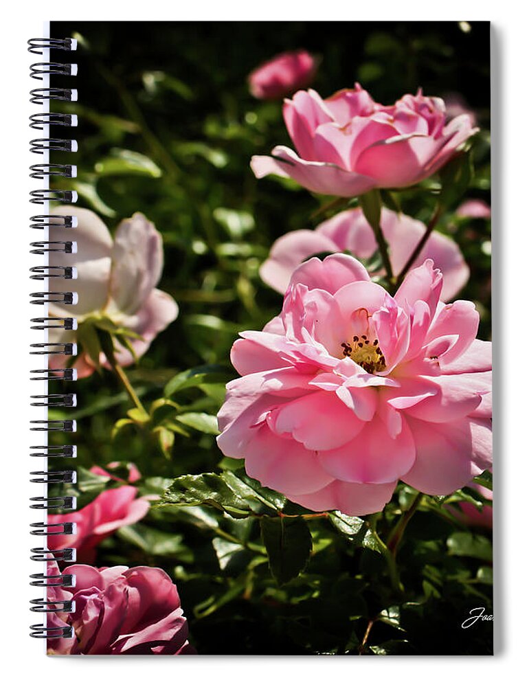 Pink Roses Photographs Spiral Notebook featuring the photograph Pink Passion by Joann Copeland-Paul