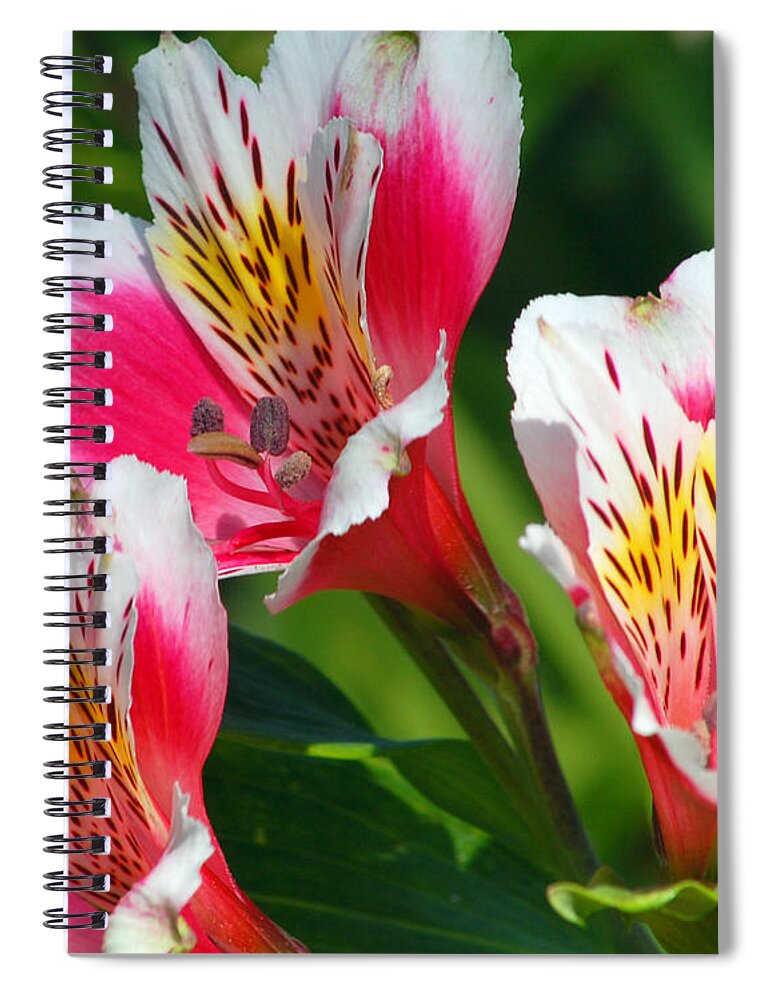 Peruvian Spiral Notebook featuring the photograph Pink Peruvian Lily 2 by Amy Fose