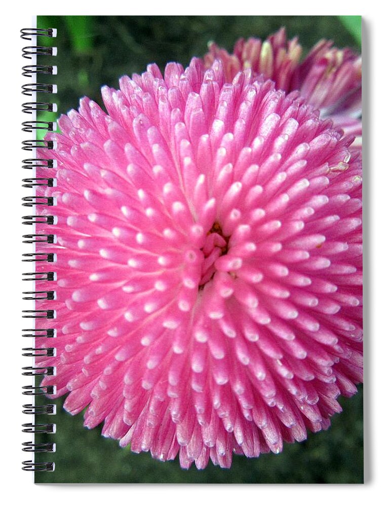  Spiral Notebook featuring the photograph Pink pompon by Vesna Martinjak