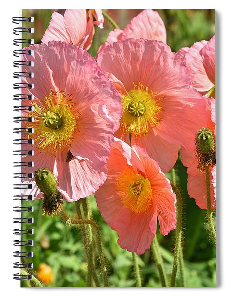 Linda Brody Spiral Notebook featuring the photograph Pink Poppies 2 by Linda Brody