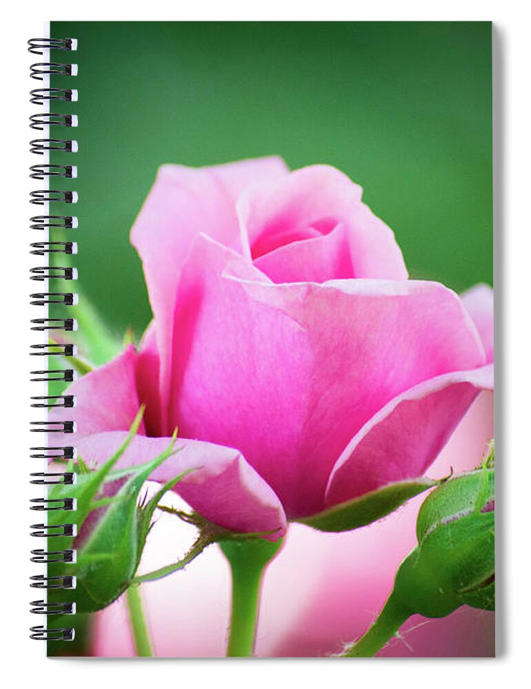 Pink Spiral Notebook featuring the photograph Pink Rose by Steph Gabler
