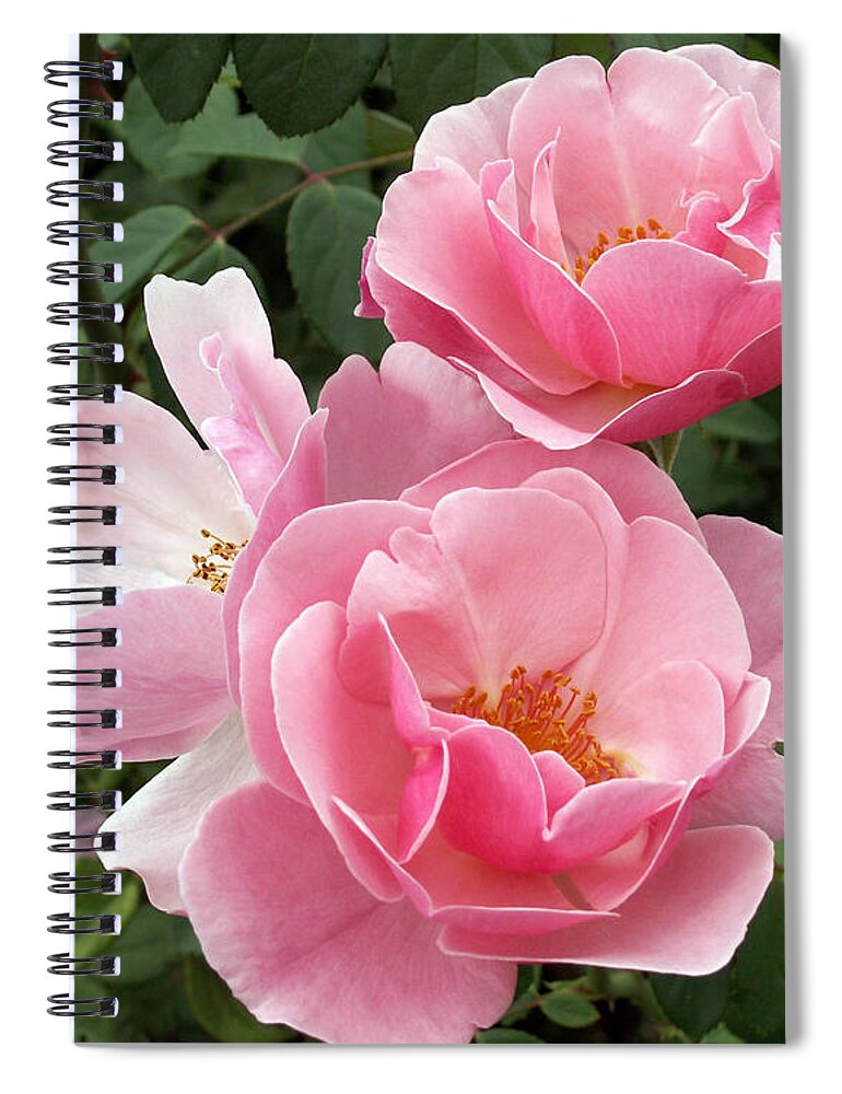 Pink Roses Spiral Notebook featuring the photograph Pink Roses 2 by Amy Fose